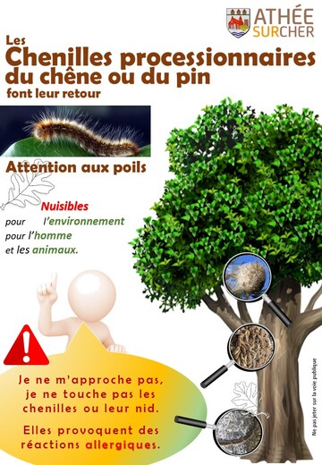 chenilles processionnaires