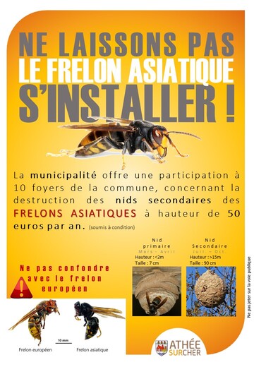 frelons asiatiques